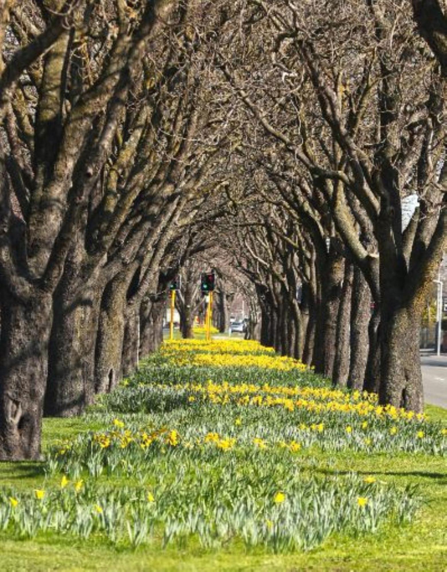 Inner City Delight Walk To Cathedral Square Christchurch Eksteriør billede